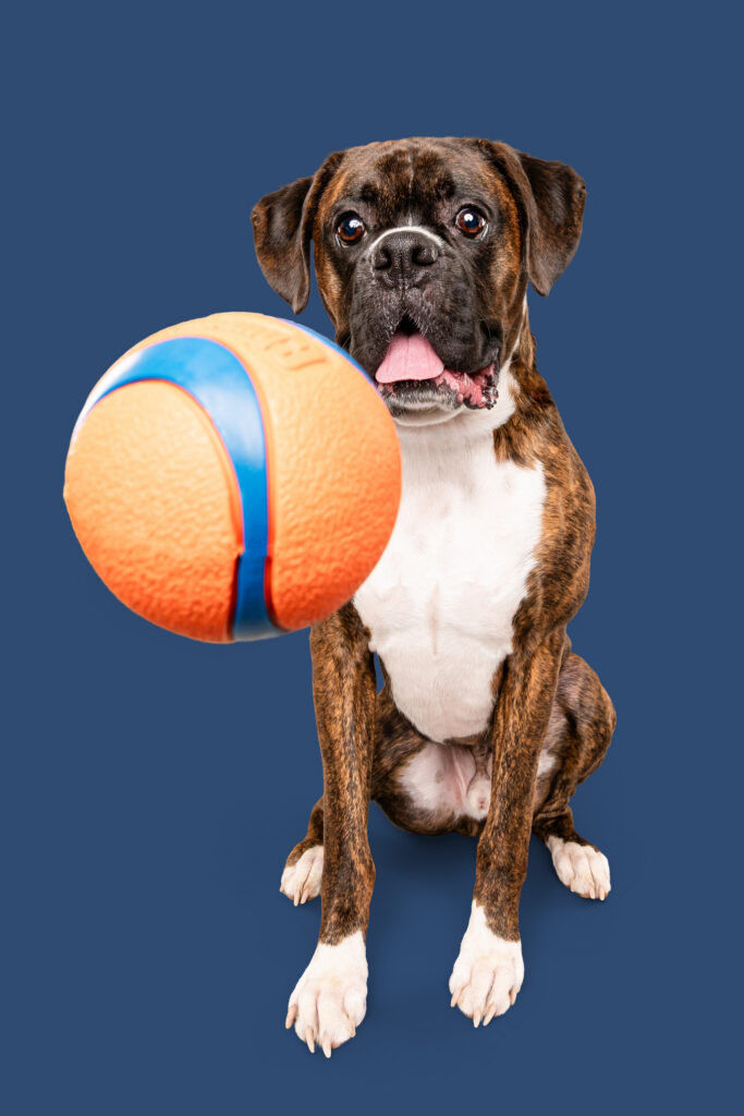 Brindle Boxer stares at an incoming Chuckit ball tossed during a commercial photoshoot for the brand.
